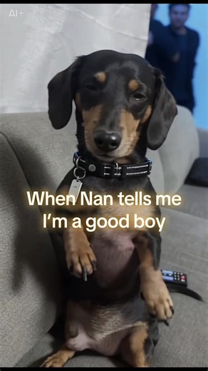 Tell a dachshund he’s a good boy and suddenly it’s a full dance routine #buddy #CapCut #AI #fyp #dachshund