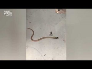 Redback spider attacks and kills brown snake at Cobram.