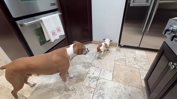 4.8K views · 1.3K reactions | Brewster and His Sisters 2024 Calendar...