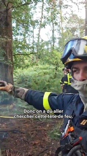 Fontainebleau : le danger des chutes d'arbres, rongés par les flammes