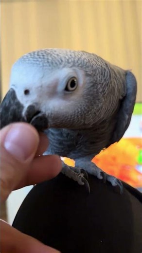 Chill Night With My African Grey — But Only on His Terms 😌🦜