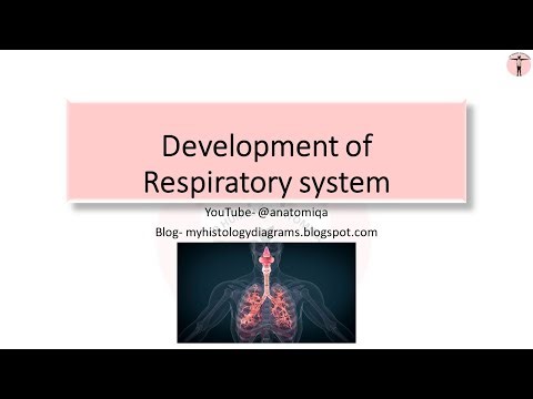 Embryology/ Development of respiratory system