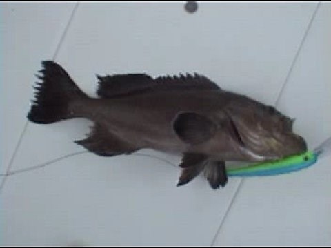 Trolling for Grouper