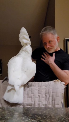 Adorable Cockatoo: A Charming Indoor Display