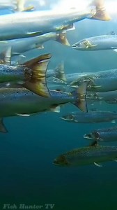 159K views · 2.1K reactions | Dolphins Take Hunting To The Next Level  . . #dolphins #hunting #fbreelsfypシ゚ #fbreelsvideo #reelsvideo #sealife #oceanlife #fishhuntertv | FishLife world TV | Facebook