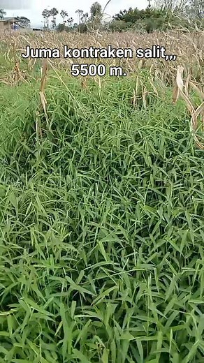 21 reactions · 39 shares | Toras Barus on Reels | Facebook