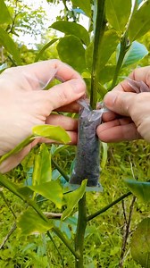 Air layering technique. The most simple technique on proportion fruit tree. 👌 #fblifestyle #Grafting #graftingplant #chipbudding #graftingtechnique | Grafting Techniques