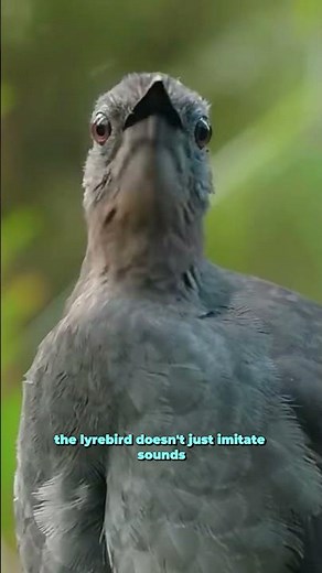 How the Lyrebird Creates Perfect Sound FX