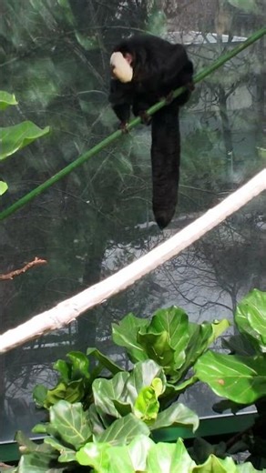 Fekete majom - Haus des Meeres Wien