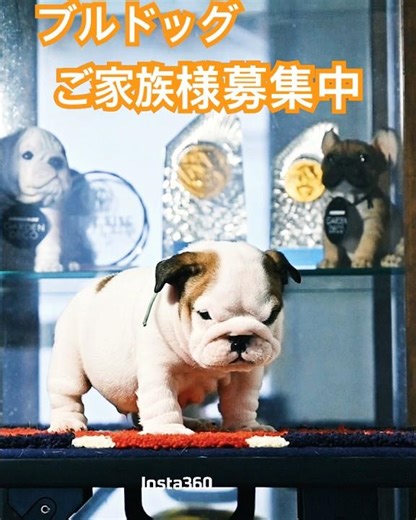 #ブルドッグ #bulldog #puppy #イングリッシュブルドッグ #pets
