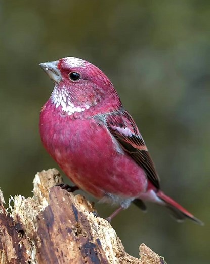 Captivating Pink Birds: Nature's Beauty in Focus