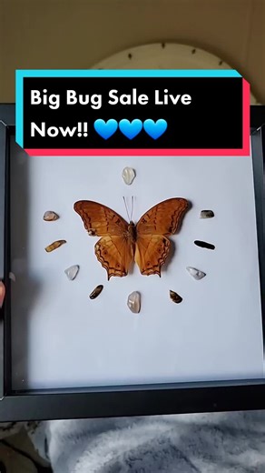 Big sale on all my pinned bugs now on my Etsy! Shop link is on my insta in my bio! 💙 #bugtaxidermy #pinnedbugs #smallbusinesssupport