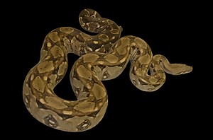 Why boa constrictors don’t suffocate when they squeeze their prey to death