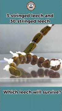Leech Survival Instincts in Action!