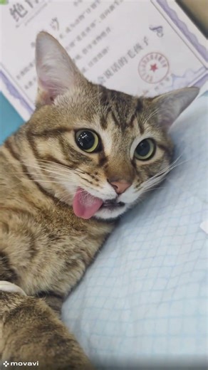 cats after anesthesia #shorts #funny #cats
