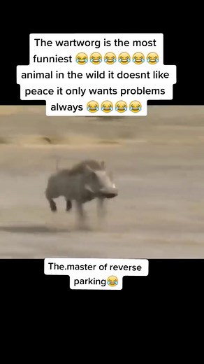 Funny Warthog Behavior in the Wild