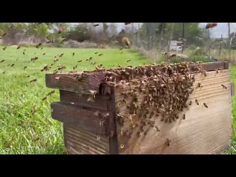 Using Swarm Commander to catch a HUGE Swarm!