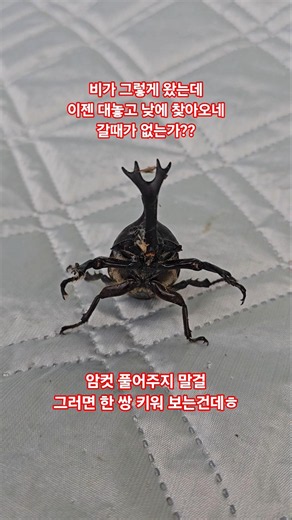 장수풍뎅이 5일차 방문!! 비가 엄청 쏟아졌는데도 찾아온 녀석!! 키워야 하나?? 장수풍뎅이줍인가