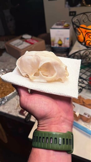 The start to my bobcat euro mount #euromount #bobcat #taxidermy #fyp #viralshort