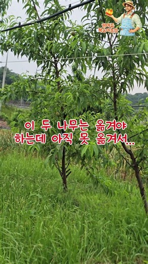 #한아름복숭아농장 #딱딱이복숭아 #만생종복숭아