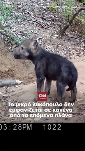 Αλεπού καταγράφηκε για πρώτη φορά να κυνηγά λύκο, αντί για το αντίστροφο