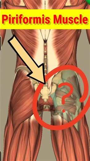 Piriformis Muscle #anatomy #shortvideo #ytshorts #shorts #sciatica