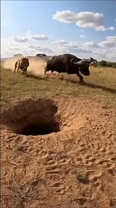 Lion Inspects Python Hole & Gets RAMMED by Buffalo! 🤯🐍🐃