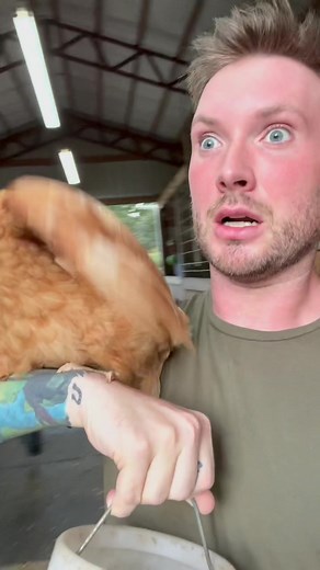 Little Bo Peep Farm Shenanigans | Funny Animal Encounters