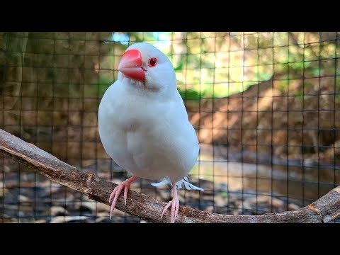 My baby love java sparrows are so cute and have wonderful sound. So it can sing so cool today.