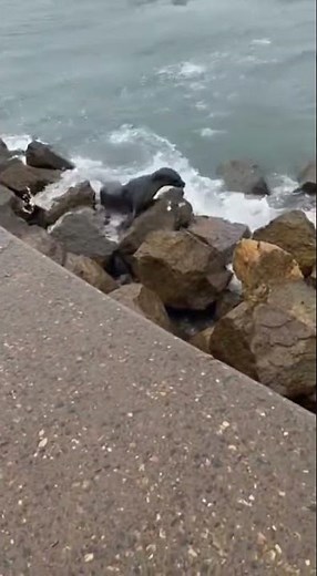 Shark Fin Pops Up INCHES From the Rocks