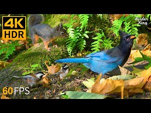 Cat TV for Cats to Watch 😺🐿️ Playful Birds and Squirrels in Fall 🐦 8 Hours(4K HDR)