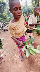 80K views · 399 reactions | The Baka, a group of pygmies from the rainforests of Cameroon, Gabon, and the Republic of Congo, have rituals deeply connected to nature and the spirits of the forest. One of their most prominent celebrations is a kind of animistic festival dedicated to the spirit of the forest. #inspirationofafrica | Quim Fàbregas - Fotografía y Viajes. | Facebook