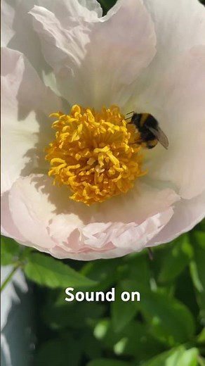 Amazing Bumblebees at Work: Nectar Collection in Action