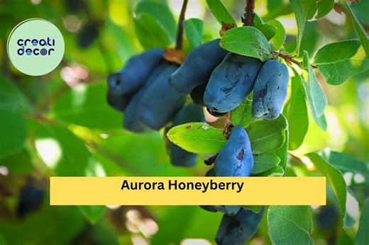 Aurora Honeyberry – Lonicera Caerulea ‘aurora’ – Live Edible Honeysuckle Shrub, Hardy Fruit Plant for Zones 2–8 Gardens - Etsy
