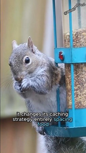 Squirrels Secretly Trick YOU to Protect Their Food