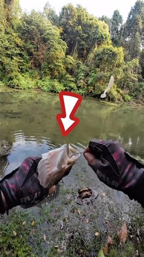 fishing 190 #mancing #mancingmania #mancingikankecil #mancingikanbesar #strike #umpan #spot