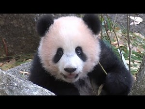 パンダのシャンシャン生後半年 成長の軌跡