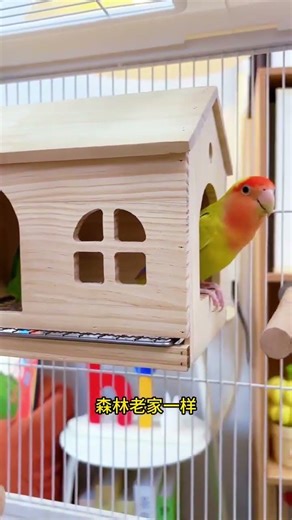 “OMG My Parrot Said WHAT?! 😱😂”“You Won’t Believe This Cute Parrot’s Reaction! 🐦💛”“My Parrot’s Funny