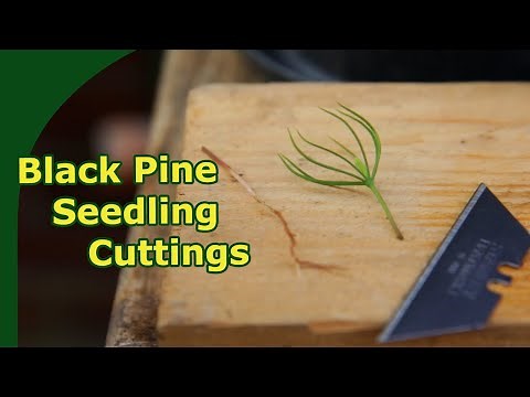 Rooting Black Pine Seedling Cuttings