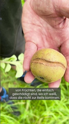 Drei Tipps vom Obstbau-Eperten für den Sommer