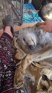 Wolfdog soaks up belly rubs at home