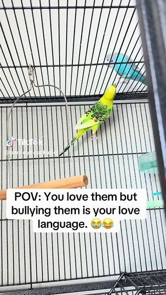 Funny Parakeet Behavior That Will Test Your Patience