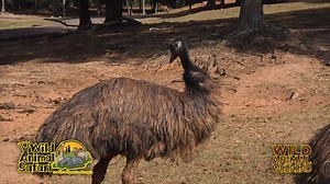Meet our family of emus! | Wild Animal Safari