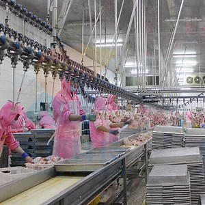 [Hot Item] 500bph-13000bph Poultry Slaughtering House Poultry Slaughterhouse Equipment Chicken Slaughter House Poultry Processing Equipment