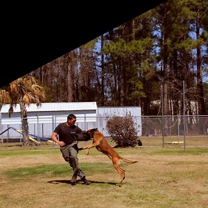 1.1K views · 45 reactions | Thank you. | Animal House | Facebook