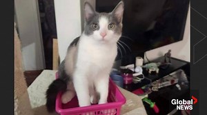 Cat tortured, found dead in microwave after northwest Edmonton break-in