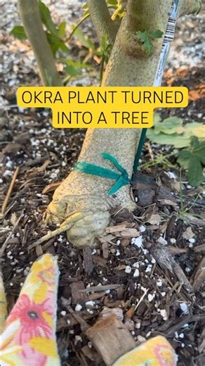 OKRA PLANTS TURNED INTO A TREE 🫛🌳 ROOT SYSTEM TOO STRONG TO PULL 💪🏾😩