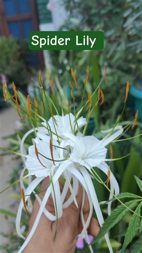 🤍 White Spider Lily – elegance in every bloom!#gardenrituals #shortsfeed#spiderlily #terracegarden