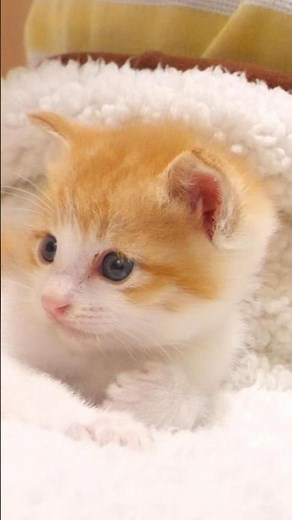 The kitten that climbed onto my lap without even glancing at its food is adorable.