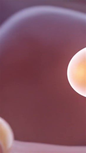 Ovulation in 3D 🤯